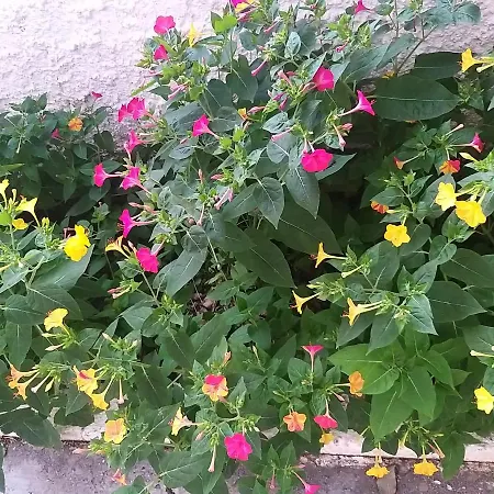 Perdja Velipoje